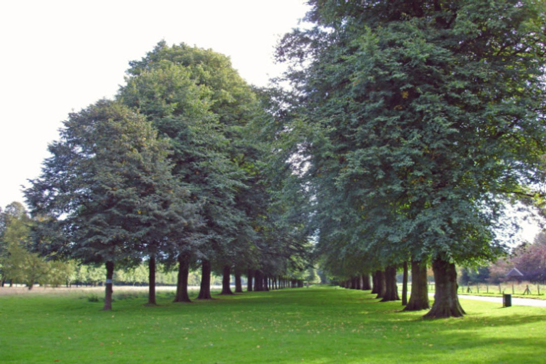 Where To Travel Cheshire | Northwich-Better Bed Company
